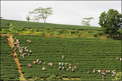 Das Grünteepflanzen in der Gemeinde Bao Loc - ảnh 3