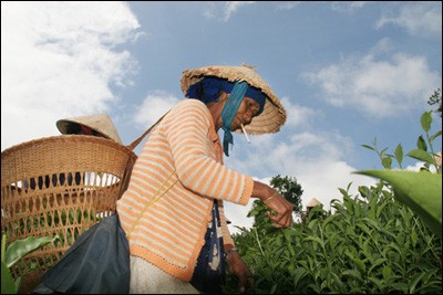 Das Grünteepflanzen in der Gemeinde Bao Loc - ảnh 5