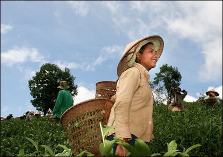 Das Grünteepflanzen in der Gemeinde Bao Loc - ảnh 7