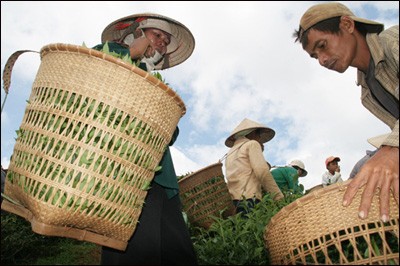 Das Grünteepflanzen in der Gemeinde Bao Loc - ảnh 8