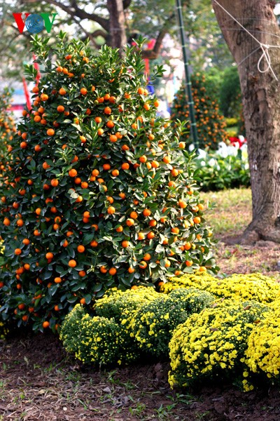 Frühlingsstimmung: Bunte Blumen rund um den Hoan Kiem-See - ảnh 6