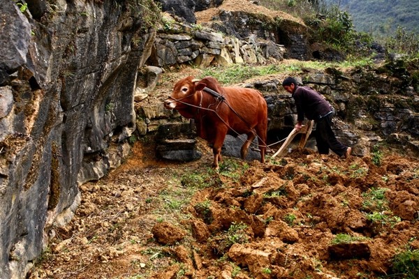 Harte Arbeit – das Pflanzen von Setzlingen auf dem Bergplateau Dong Van - ảnh 11