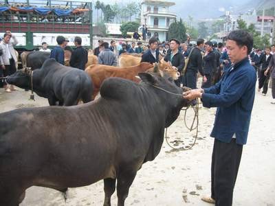 Tiermarkt in Meo Vac  - ảnh 1