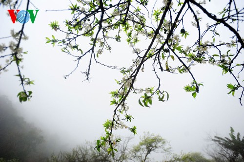 Weiße Pflaumenblüten in Moc Chau vor dem Neujahrsfest Tet - ảnh 2