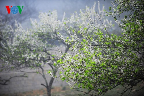 Weiße Pflaumenblüten in Moc Chau vor dem Neujahrsfest Tet - ảnh 3