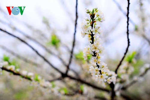 Weiße Pflaumenblüten in Moc Chau vor dem Neujahrsfest Tet - ảnh 4