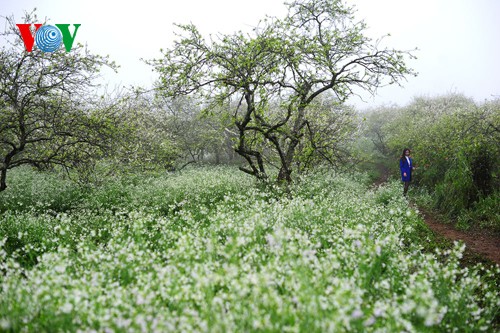 Weiße Pflaumenblüten in Moc Chau vor dem Neujahrsfest Tet - ảnh 5