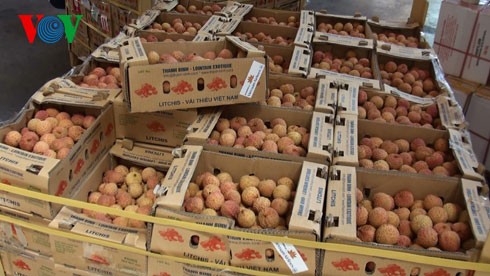 Litschi-Export: Exportchance für vietnamesische Produkte - ảnh 2