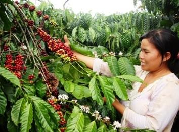 Dac Lac fördert den Kaffeeanbau - ảnh 1