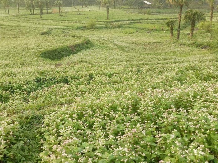 Dorf Ten – Das Tourismusdorf der ethnischen Minderheit Mong - ảnh 1