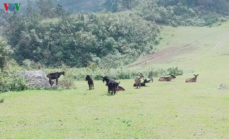 Stille Atmosphäre im Kreis Mu Cang Chai im Winter - ảnh 3