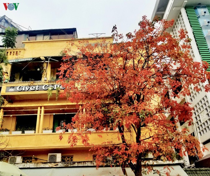 Die romanische Schönheit der Stadt Hanoi in der Zeit, in der Bäume ihre Blätter wechseln - ảnh 9