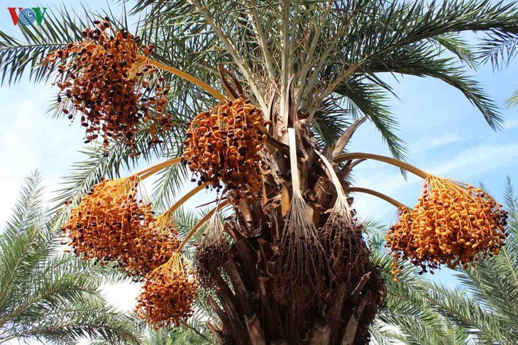 Schönheit des größten Dattelgartens in Südwestvietnam bewundern - ảnh 3