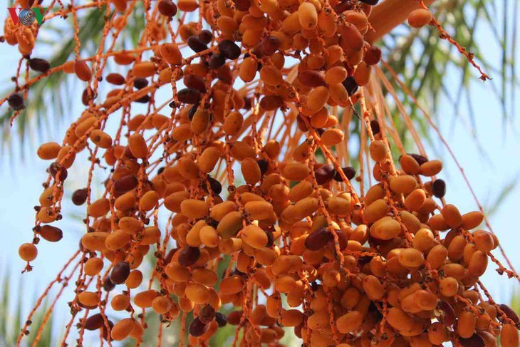 Schönheit des größten Dattelgartens in Südwestvietnam bewundern - ảnh 9