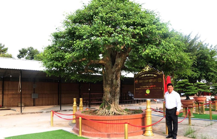 Rekord für die Bonsai-Birkenfeige mit dem größten Durchmesser in Vietnam - ảnh 1