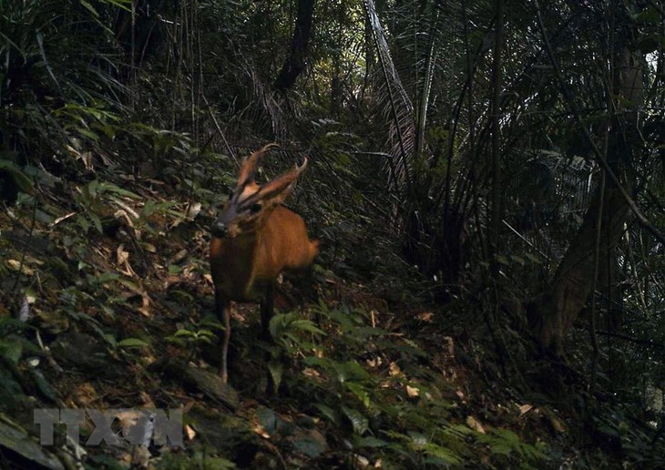 Beiträge der 21 Organisationen und Einzelpersonen zur Erhaltung von Wildtieren ehren - ảnh 1