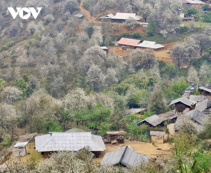 Die Weißdorne blühen auf dem Hochgebirge Son La - ảnh 2