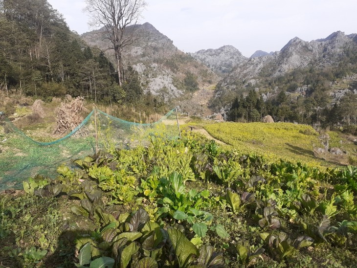Jugendliche in Lao Cai nutzen Vorteile der Gegend für Existenzgründung  - ảnh 1