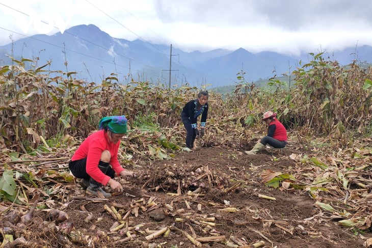 Die Herstellung von Glasnudeln im Dorf Binh Lu läuft auf Hochtouren - ảnh 1