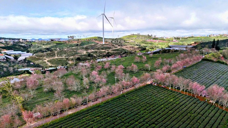 Das Kirschblüten-Fest Da Lat findet Mitte Januar 2026 statt - ảnh 1