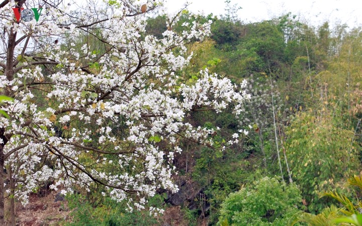 Ban flower festival 2019 kicks off in northwest region  - ảnh 1