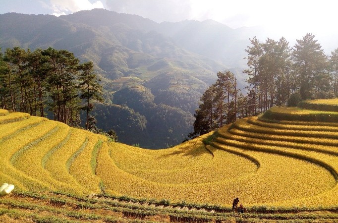 Mu Cang Chai terrace fields among world’s most colorful places - ảnh 1