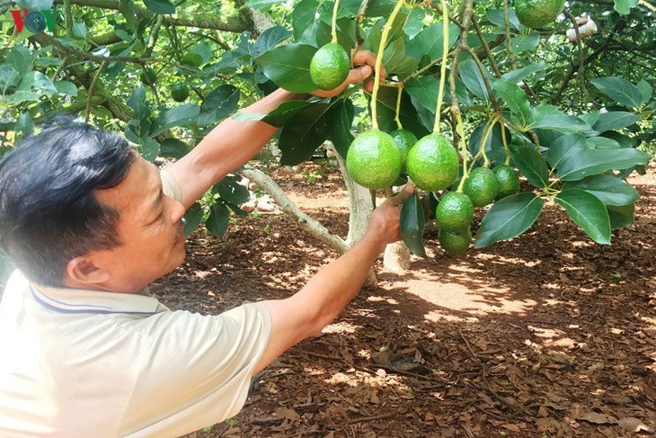 Vietnam tries to get US export license for avocados - ảnh 1