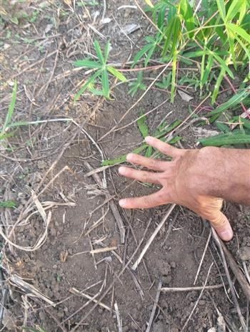 Wild elephants re-appear in Gia Lai province - ảnh 1