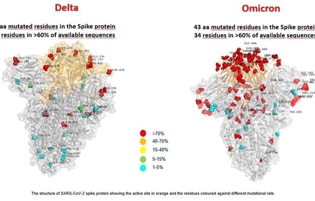 Vietnam works closely with WHO, US CDC to deal with Omicron threat  ​ - ảnh 1