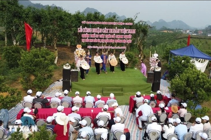 57 ancient Shan tuyet tea trees in Moc Chau recognized as Vietnamese heritage trees - ảnh 1