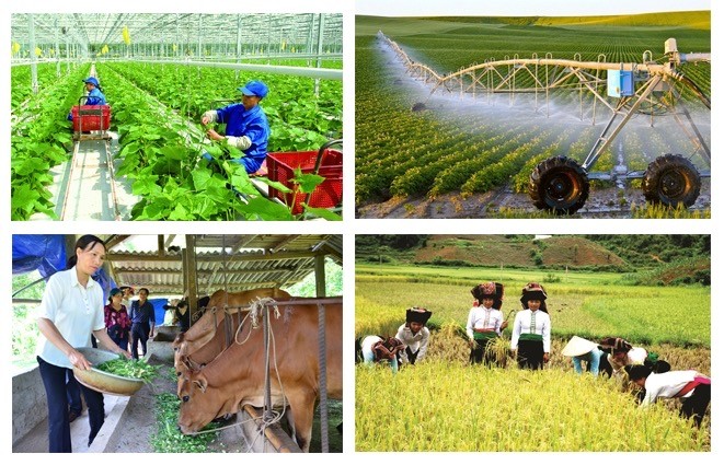 Vietnam aims to develop globally leading agricultural enterprises - ảnh 1