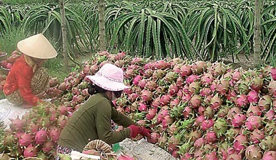 ยกระดับคุณภาพผลิตภัณฑ์การเกษตรของเวียดนาม - ảnh 2