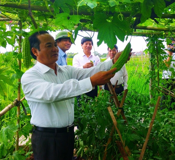 การพัฒนาการเกษตรครบวงจรที่อ.เอียนแค้งจ.นิงบิ่งได้ช่วยเกษตรกรพ้นจากความยากจน - ảnh 1