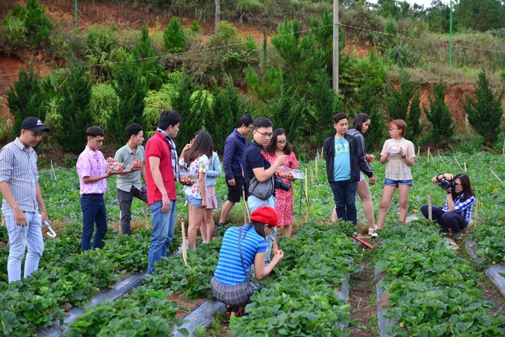 การท่องเที่ยวเชิงการเกษตร ผลิตภัณฑ์การท่องเที่ยวใหม่ของจังหวัดเลิมด่ง  - ảnh 1