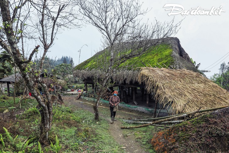 ความสวยงามของหมู่บ้านส่าฝิ่นในจังหวัดห่ายาง  - ảnh 13