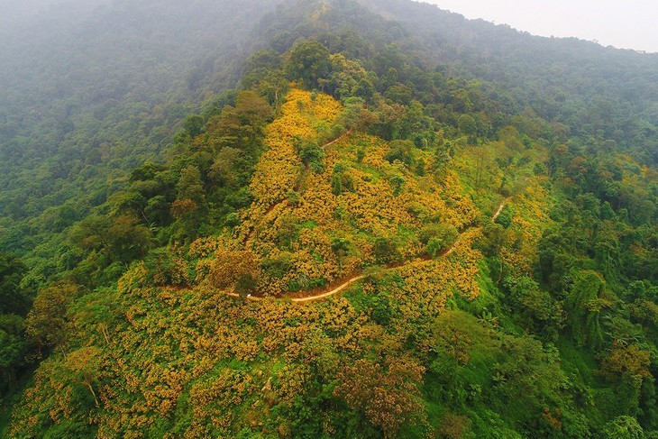 ฤดูดอกทานตะวันบานสะพรั่งในพื้นที่เขตเขา - ảnh 1