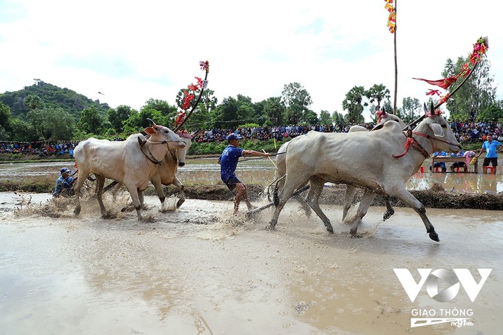 เทศกาลแข่งวัว - ความงามในชีวิตจิตใจของชุมชนหมู่บ้านชนเผ่าเขมร - ảnh 2