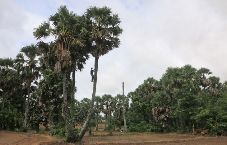 เจาหงอกหยิว – หญิงชนเผ่าเขมรเจ้าของธุรกิจส่งออกน้ำตาลโตนด - ảnh 2