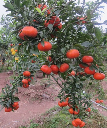 Le Duc Giap, creator of multi-fruit bearing trees for Tet - ảnh 4