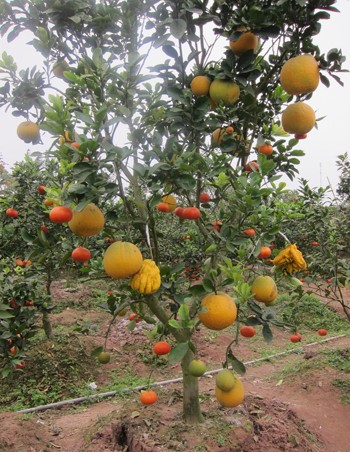 Le Duc Giap, creator of multi-fruit bearing trees for Tet - ảnh 2