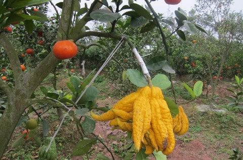 Le Duc Giap, creator of multi-fruit bearing trees for Tet - ảnh 3