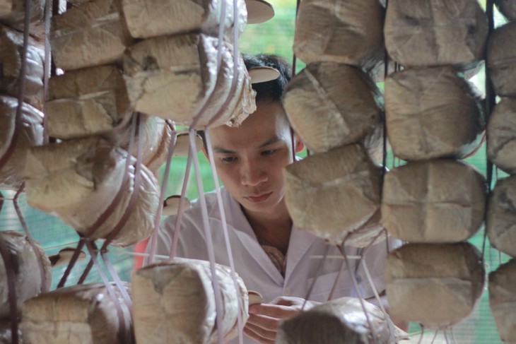 Ngo Kim Lai, the first person to grow caterpillar fungus in Vietnam - ảnh 4