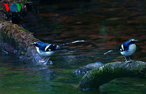 Photo exhibition features Vietnamese rare birds - ảnh 2