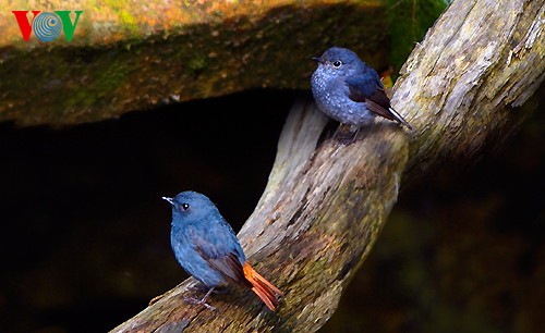 Photo exhibition features Vietnamese rare birds - ảnh 3