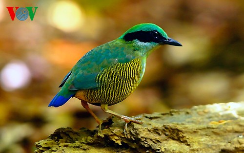 Photo exhibition features Vietnamese rare birds - ảnh 18