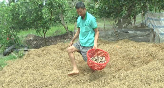 Mushroom growing, profitable trade for farmers in Soc Trang - ảnh 1