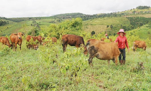 HCM city helps farmers escape poverty - ảnh 1