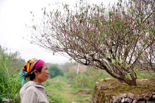 Peach trees bloom early at Nhat Tan flower village - ảnh 1