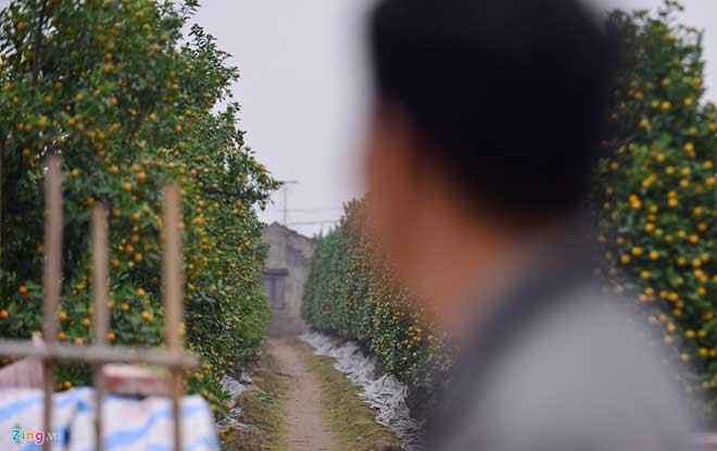 Peach trees bloom early at Nhat Tan flower village - ảnh 10