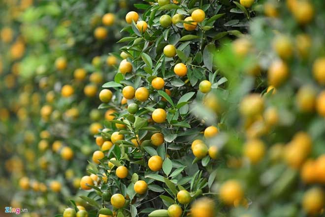 Peach trees bloom early at Nhat Tan flower village - ảnh 11